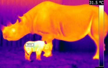 Kamera Thermografi pun Bisa Digunakan untuk Hewan